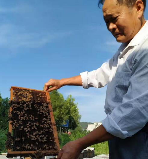 余天和 荣获由历晨网络科技主办“中医